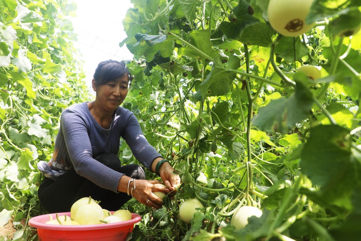河北唐山丰润大旺庄村李得成：施纯植物肥料种高品质果蔬