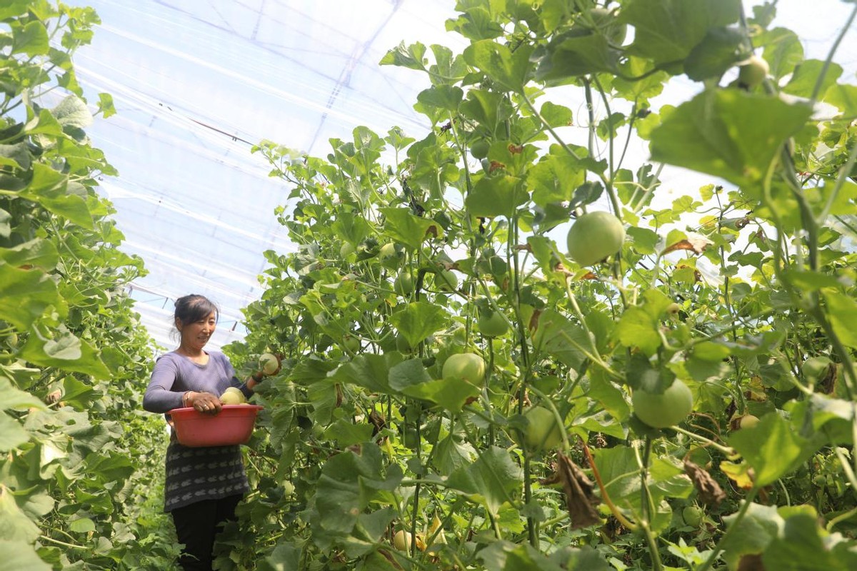 河北唐山丰润大旺庄村李得成：施纯植物肥料种高品质果蔬