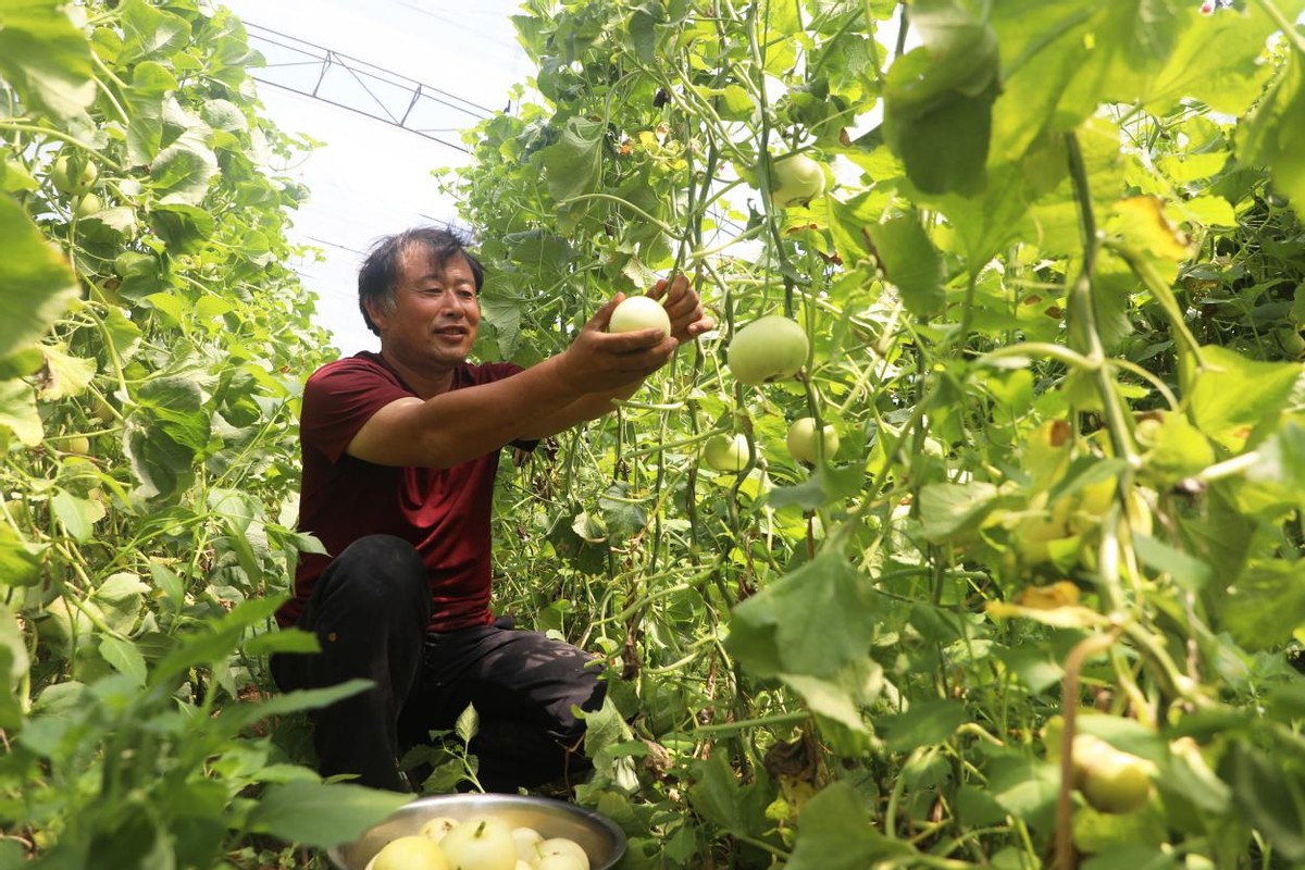 河北唐山丰润大旺庄村李得成：施纯植物肥料种高品质果蔬